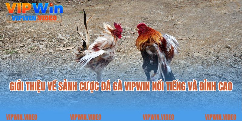 Giới thiệu về sảnh cược đá gà Vipwin nổi tiếng và đỉnh cao