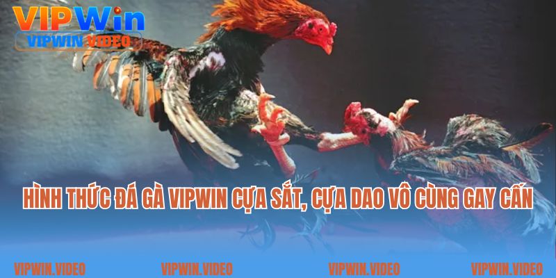 Hình thức đá gà Vipwin cựa sắt, cựa dao vô cùng gay cấn